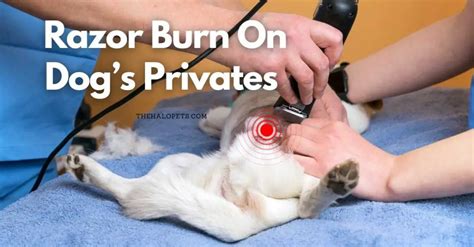Razor Burn On Dogs Privates 3 Reasons 5 Ways To Treat
