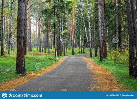 Forest Road Asphalt Tape Winds Between Trees Stock Photo Image Of
