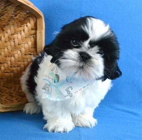 This is a male lhasa bichon playing with a female shih tzu bichon. Shih Tzu Puppies For Sale | Des Moines, IA #199126