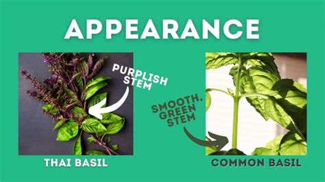 How To Grow Thai Basil And Problems To Watch Out For