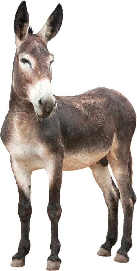 Donkey Ass Png