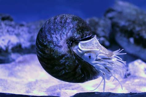 Big Nautilus Shell Underwater Exotic Aquarium Awesome Sea Shellfish