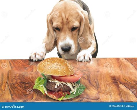 Perro Hambriento Gracioso Mira A La Hamburguesa Apetitosa Foto De