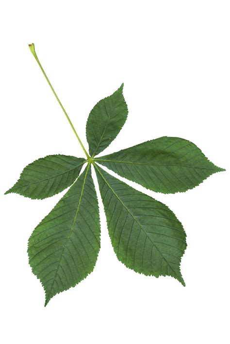 Palmate And Pinnate Compound Leaves