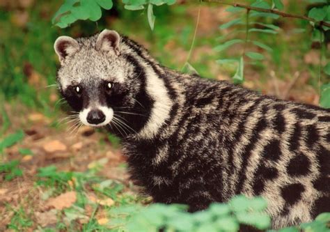 African Civet