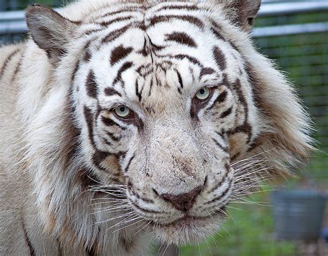 White Siberian Tiger Photograph By Kenneth Albin Fine Art America