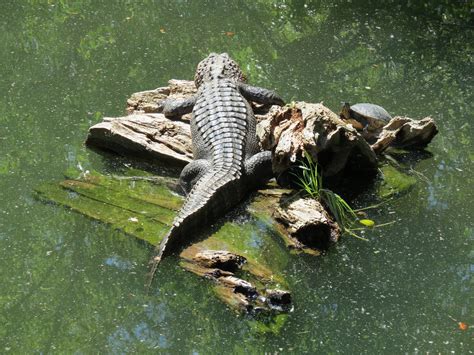 Louisiana Swamp American Alligator Exhibit Zoochat