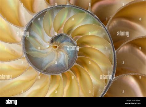 Chambered Nautilus Shell Nautilus Pompilius Stock Photo Alamy