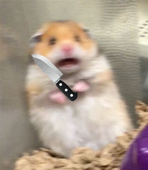 Filescared Hamster Meme 2 Meming Wiki