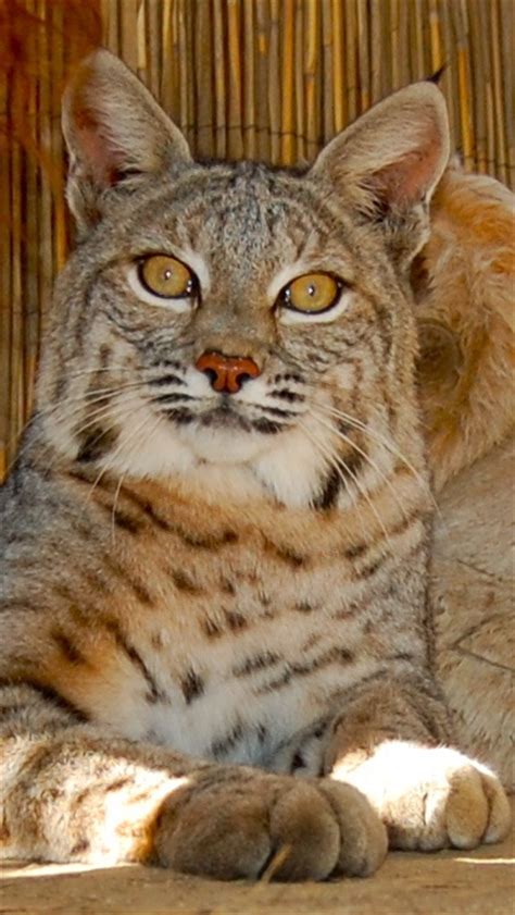 We offer the best selection of bobcat models to choose from. Once met a man who had Bobcat/domestic cat mix kittens for ...