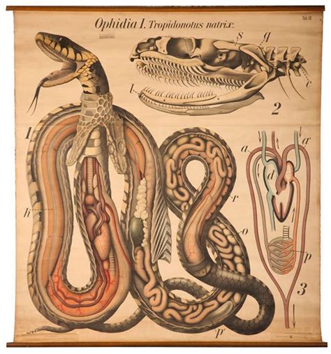 Snake Anatomy Paul Pfurtscheller Zoological Wall Table Snake Anatomy
