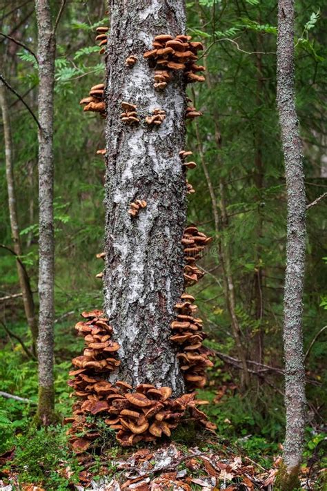 Honey Mushrooms Grow On A Tree Trunk Edible Mushrooms In The Forest