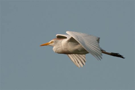 Identifying White Egrets And Herons