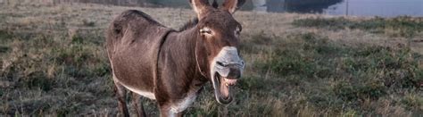 Do Donkeys Laugh