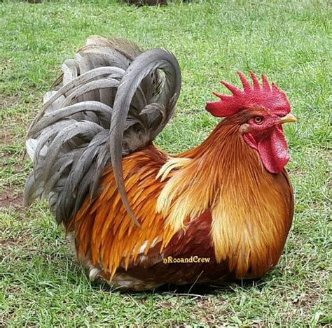 Maybe you would like to learn more about one of these? Из инстаграм | Tavuk