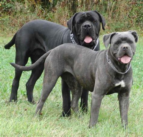 Cane Corso Italian Mastiff Guard Dog Breed Info Images Videos Faqs