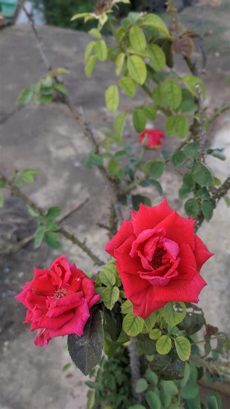 Red Hybrid Tea Rose