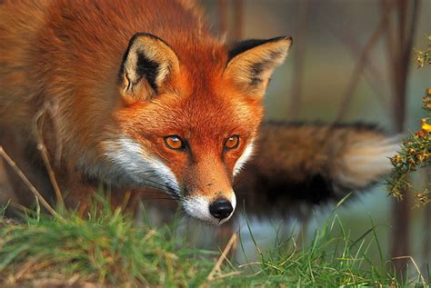 Red Fox Eyes