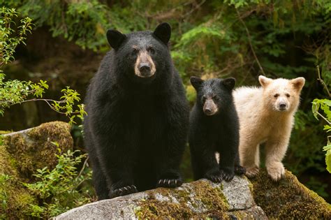 Great Bear Rainforest