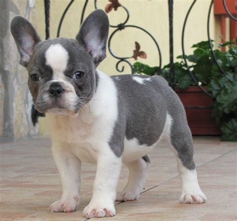 French bulldogs are active, intelligent, muscular and heavy boned, with a smooth coat and a compact build. Blue Pied French Bulldog For Sale | Top Dog Information