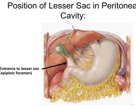 Development of lesser sac explained in detailed. The lesser sac or omental bursa is a potential peritoneal ...
