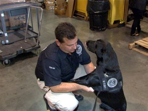 Tsa Explosives Detection Dog Named After 911 Hero Retires