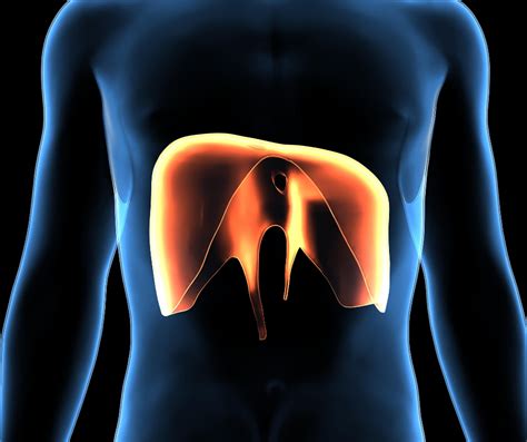 How Does Diaphragm Training Affect Lumbar Stabilization And Low Back