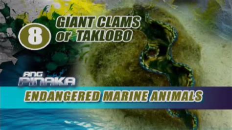The Top 10 Most Endangered Marine Animals Gma News Online