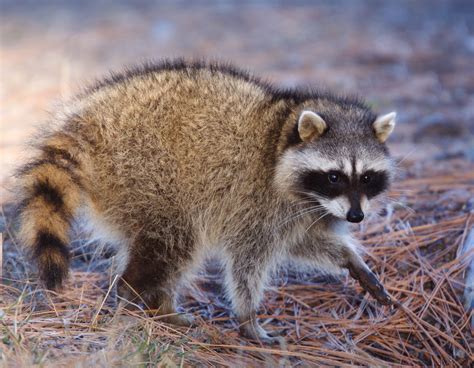 Raccoon In The Wild Smoky Mountains Beautiful Creatures Animals