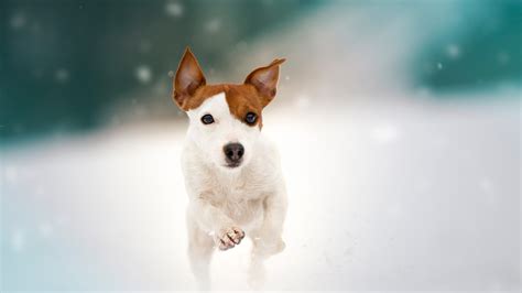Baby Animal Jack Russell Terrier Puppy In Snow Falling Background Hd