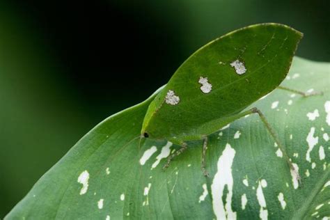 11 Amazing Examples Of Insect Camouflage Insects Leaves Bugs And