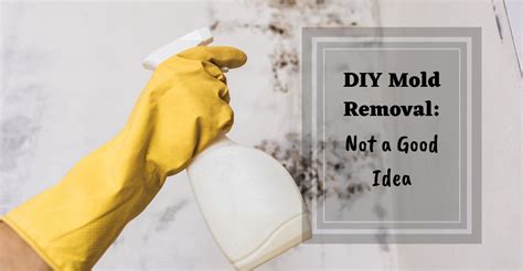 Diy Mold Removal Superior Restoration Premier Water Fire And Mold