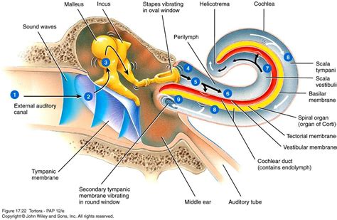Diagram Of The Mammalian Inner Ear A And A Crosssection