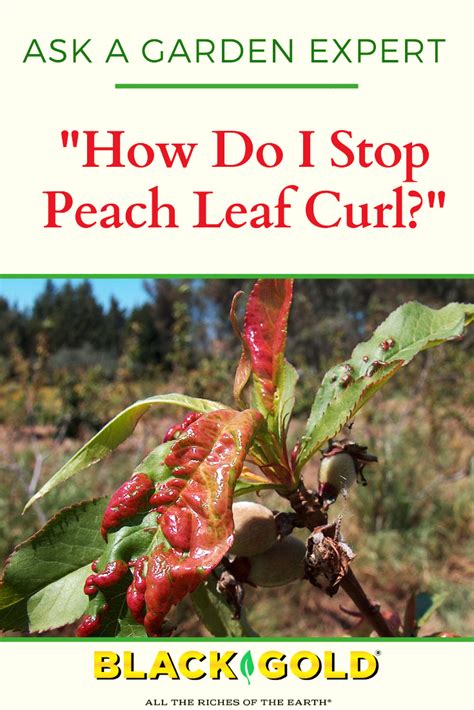 Organic Peach Leaf Curl Treatment