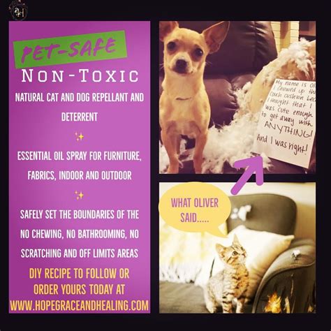 The oils are detoxifying and if they aren't properly hydrated the toxins will just sit in their. Pet-Safe Non-Toxic Natural Cat and Dog Repellant and ...