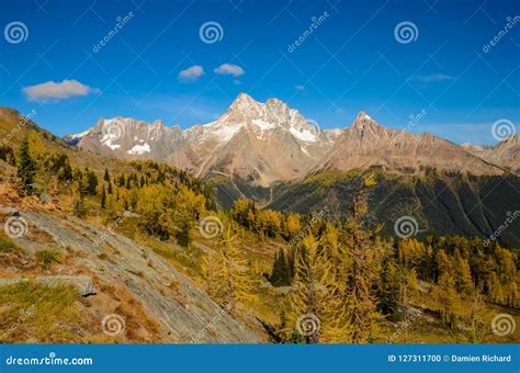 Fall Larch Jumbo Pass Purcell Mountains Stock Photo Image Of Kootenay