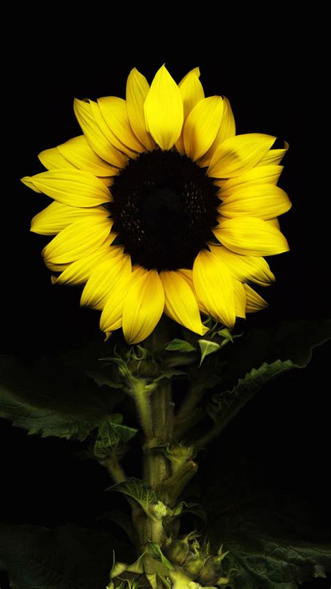 Sunflower Black Sunflower Pictures Sunflower Iphone Wallpaper