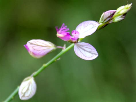 Polygala Abyssinica Eflora Of India