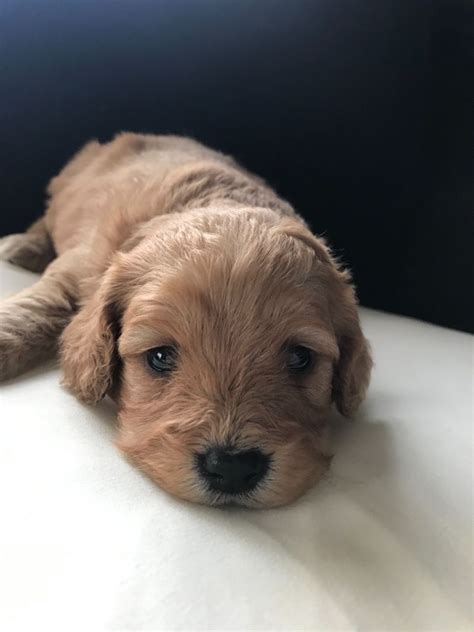 The cavapoo or cavoodle is a mix of the cavalier king charles spaniel and the poodle. Beautiful Cavapoo puppies | Southport, Merseyside | Pets4Homes