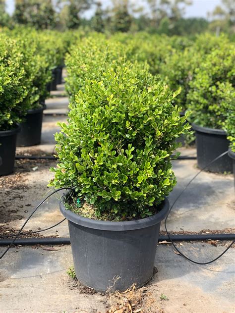 Japanese Buxus For Sale Spring Colours Nursery