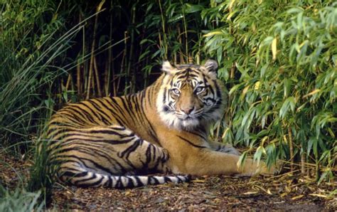 Verbreitungsgebiet Der Tiger Informationen Und Übersichtskarte Wwf
