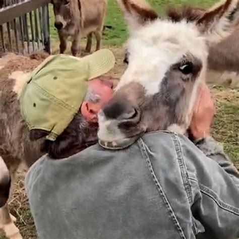 Man Cuddles Rescue Donkeys And They Cant Get Enough Good Morning