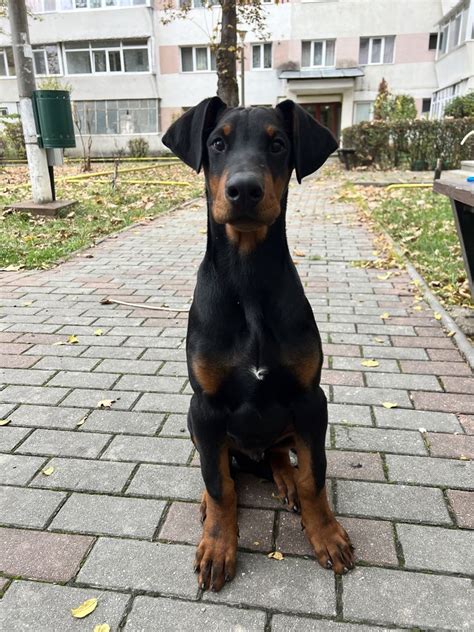 Doberman European Piatra Neamt Olx Ro