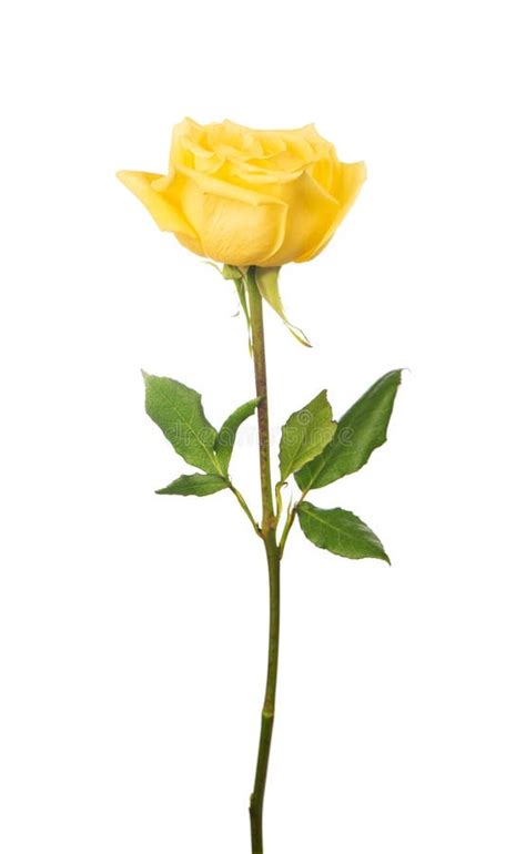 Beautiful Yellow Rose Stock Photo Image Of Celebration 35354178