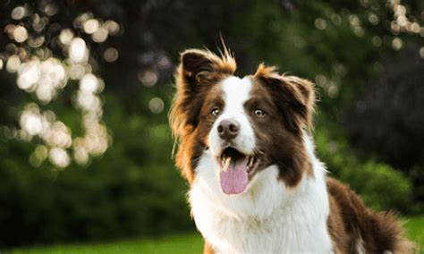 Everything You Need To Know About Border Collies