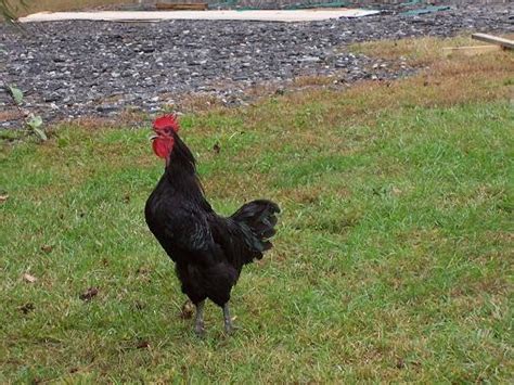 Black Jersey Giant Rooster Backyard Chickens Learn How To Raise