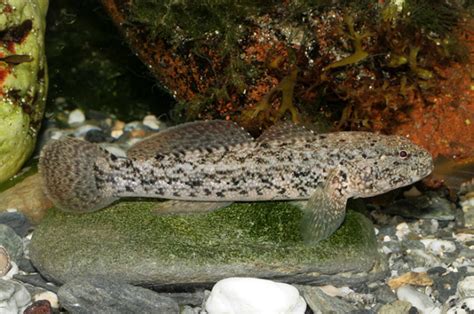 Giant Goby Gobius Cobitis Adriaticnature