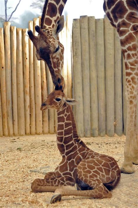 Brookfield Zoo Welcomes 58th Giraffe Calf Zooborns