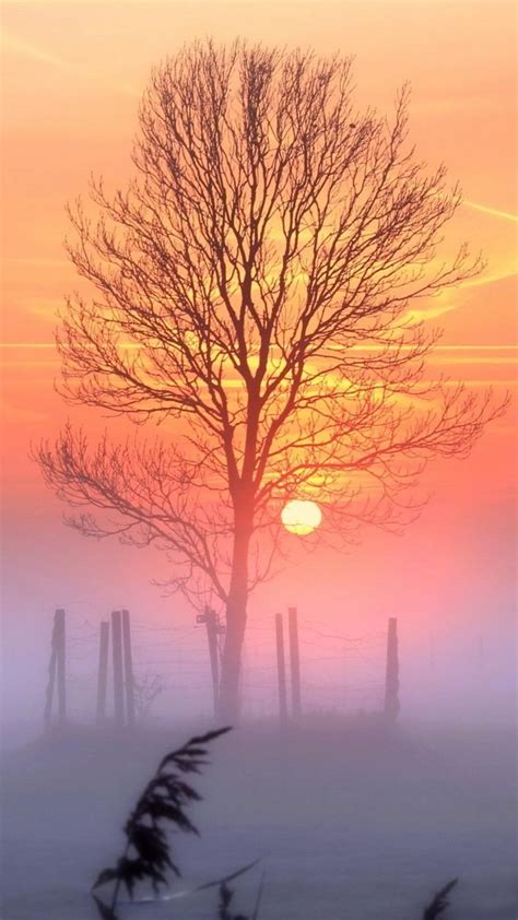 Sunset Tree Wallpaper 720x1280