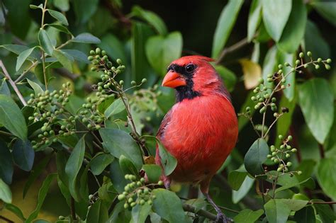 10 Brilliant Facts About The Northern Cardinal